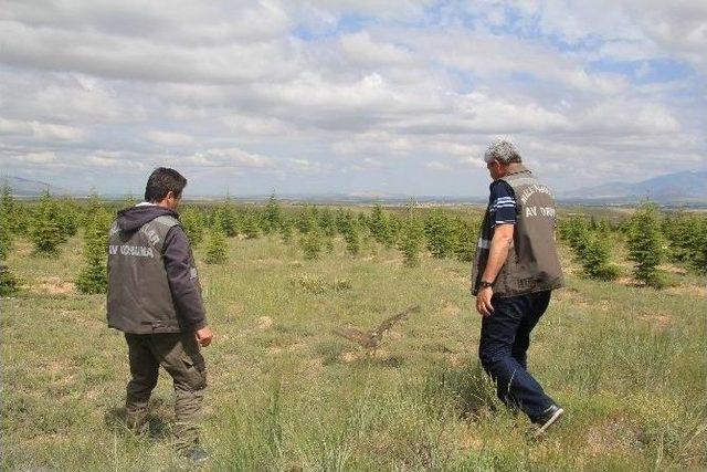 Yaralı Doğan Tedavi Edilerek Doğaya Bırakıldı 1