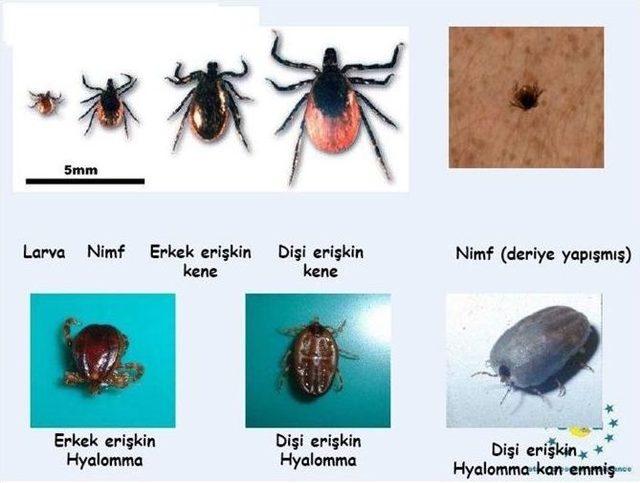 Piknik&ccedil;ilere Kene Uyarısı 1