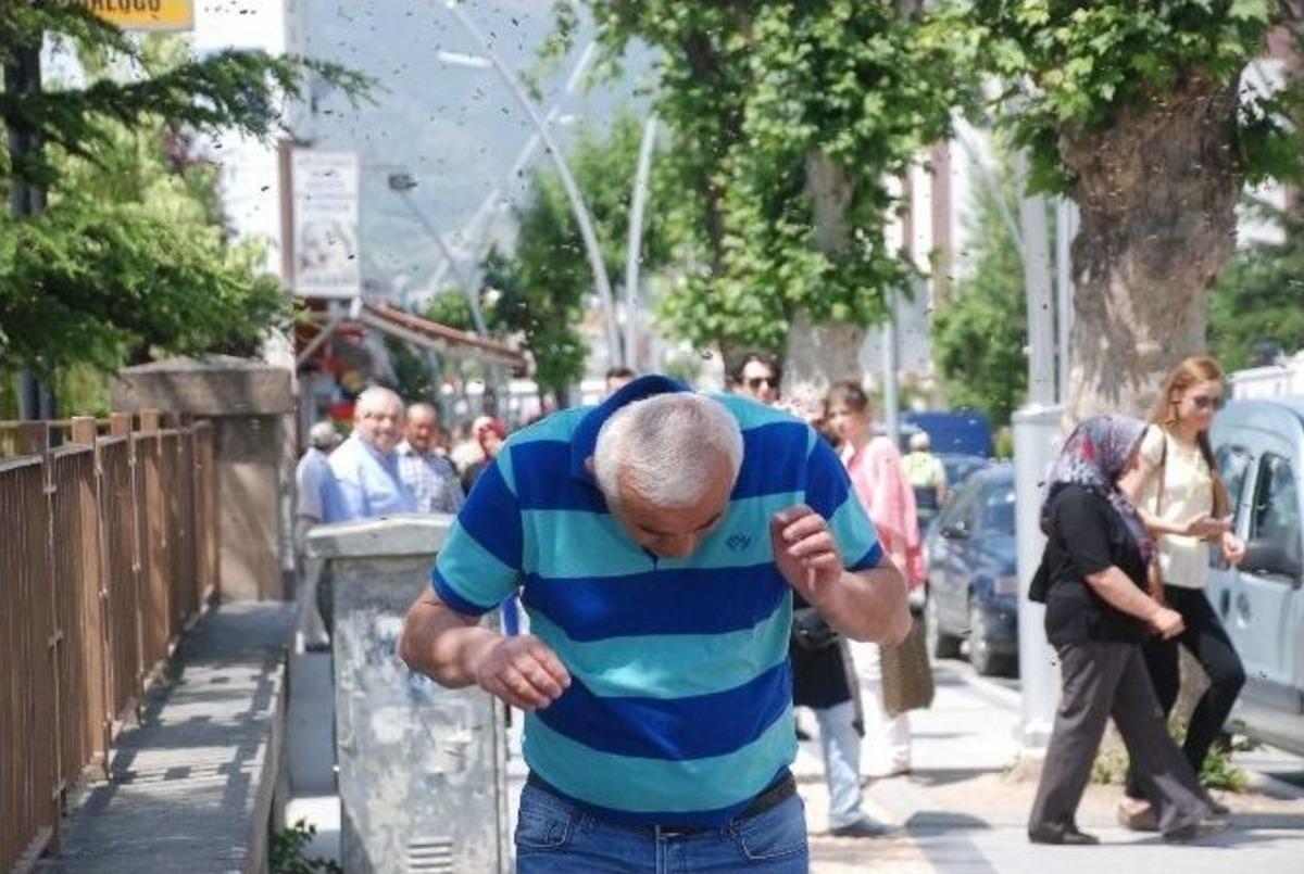 Kovandan Ka&ccedil;ıp Şehre İnen Arılar Vatandaşlara Zor Anlar Yaşattı