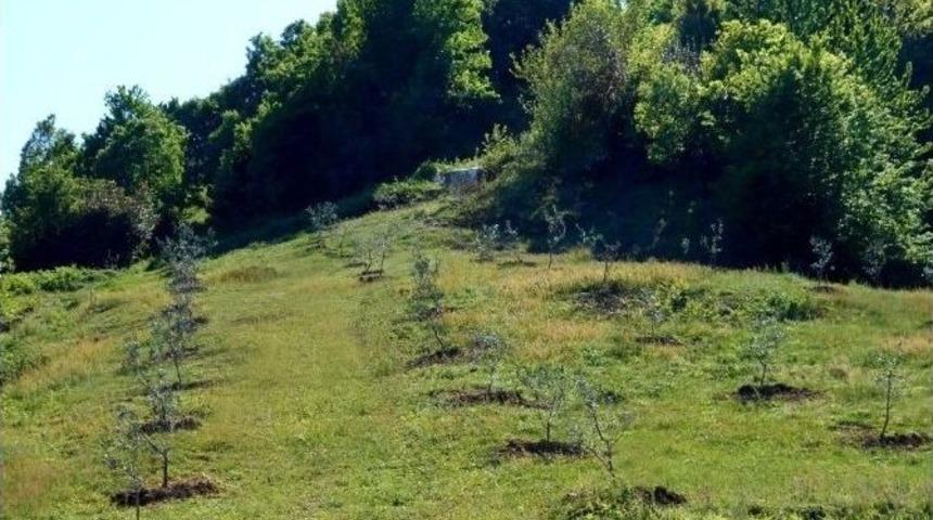Bartın&rsquo;da Zeytin Yetişecek