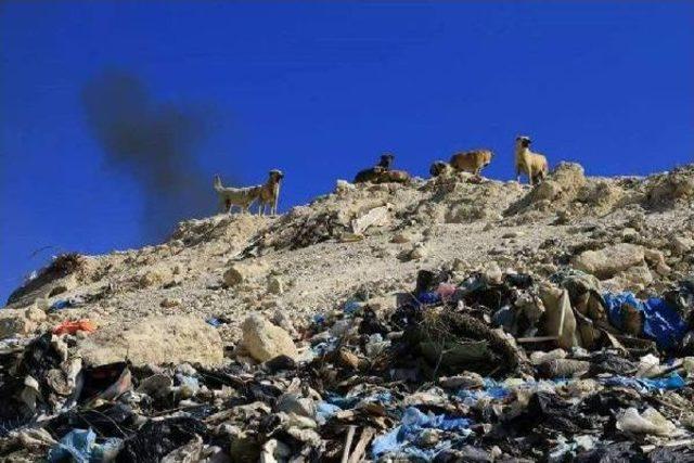 Çöplüğe Terkedilen Köpekler Için Yasal Başvuru