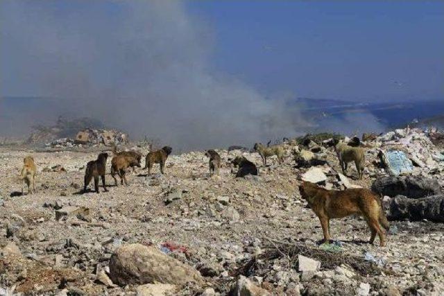 Çöplüğe Terkedilen Köpekler Için Yasal Başvuru