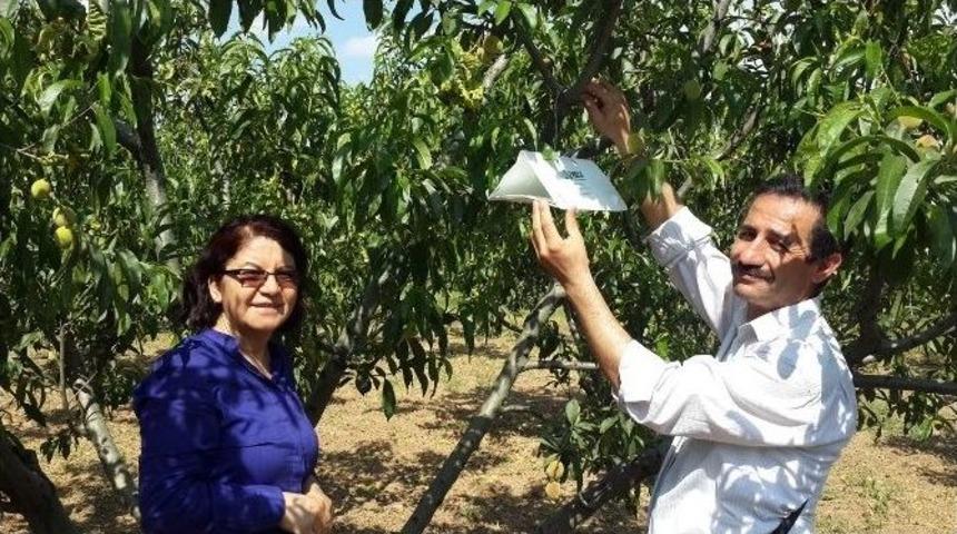 Aydın&rsquo;da Şeftali Bah&ccedil;elerinde Kontroller Devam Ediyor