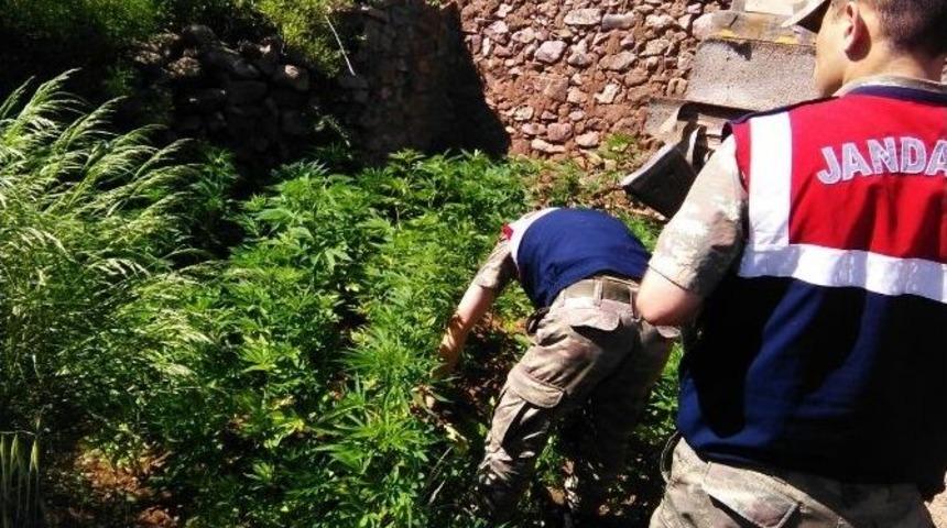 Kırıkhan Jandarmasından Hint Keneviri Ve Esrar Operasyonu