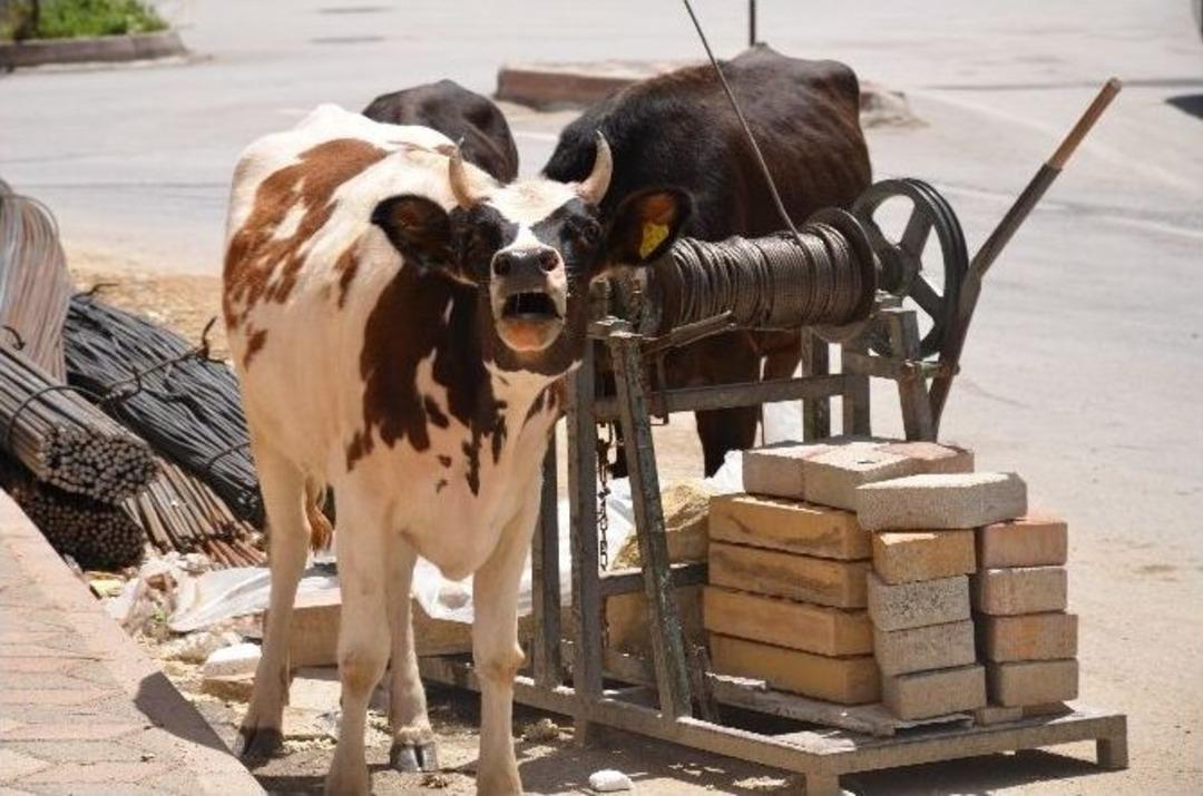 Besihaneden Ka&ccedil;an İnekler Şehir Turu Attı