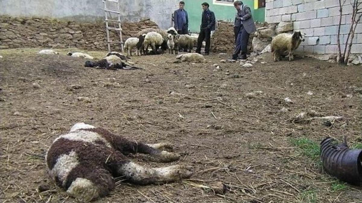 Van&rsquo;da Yaban Hayvan Saldırına Uğrayan 12 Kuzu Telef Olurken, 16 Kuzu İse Yaralandı