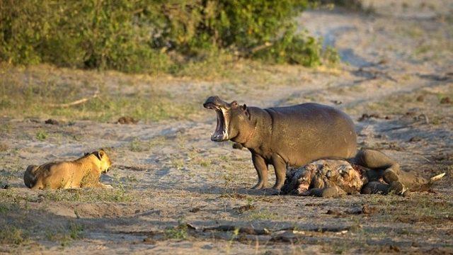 Vahşi doğada ilginç anlar