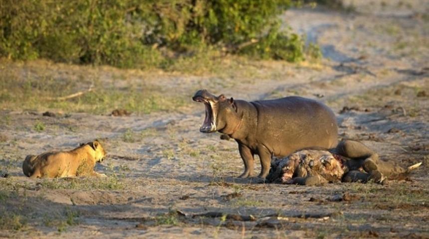 Vahşi doğada ilgin&ccedil; anlar