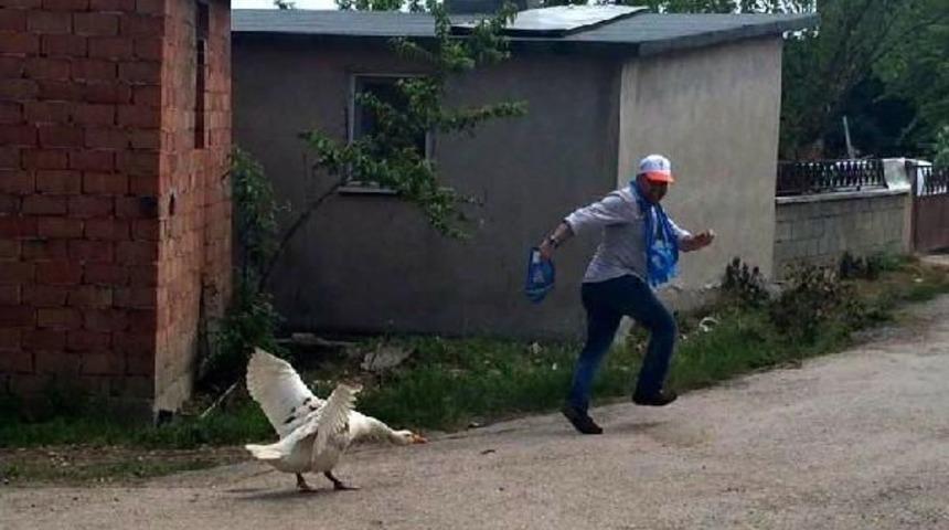 Kazlar, Se&ccedil;im &Ccedil;alışmalarına Katılanları Kovaladı