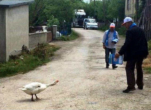 Kazlar, Seçim Çalışmalarına Katılanları Kovaladı