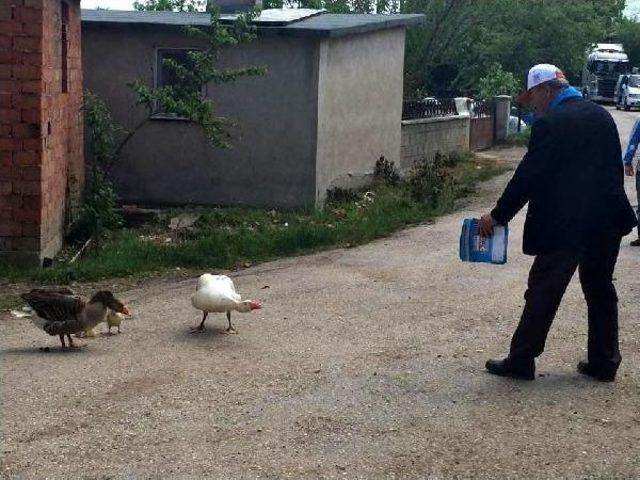 Kazlar, Seçim Çalışmalarına Katılanları Kovaladı