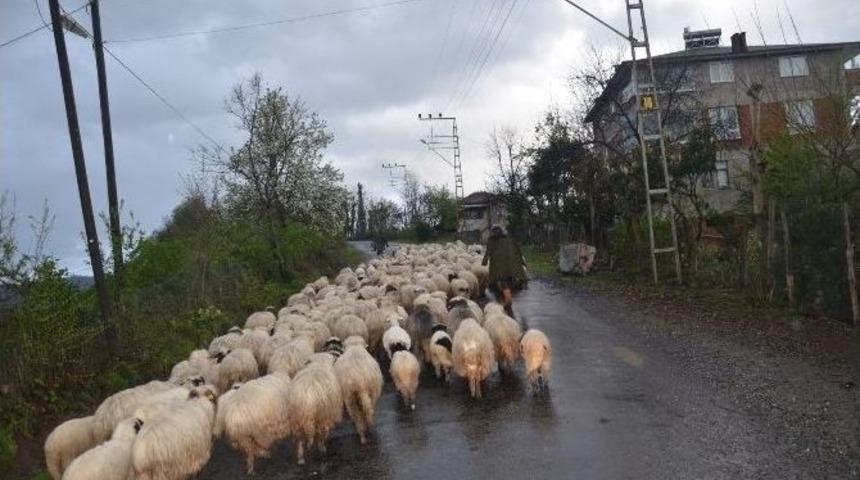Koyunların Yayla Yolculuğu Başladı