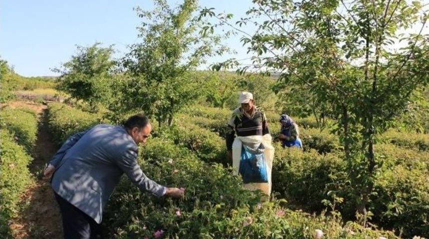 Isparta&rsquo;da Yılın İlk G&uuml;l Hasadı
