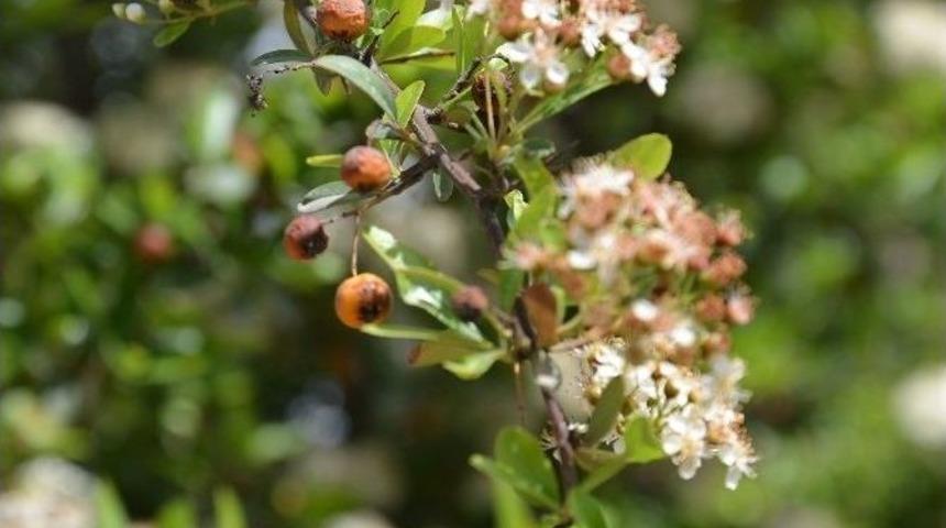 Kayısıyı Bu Yıl Da Don Vurdu