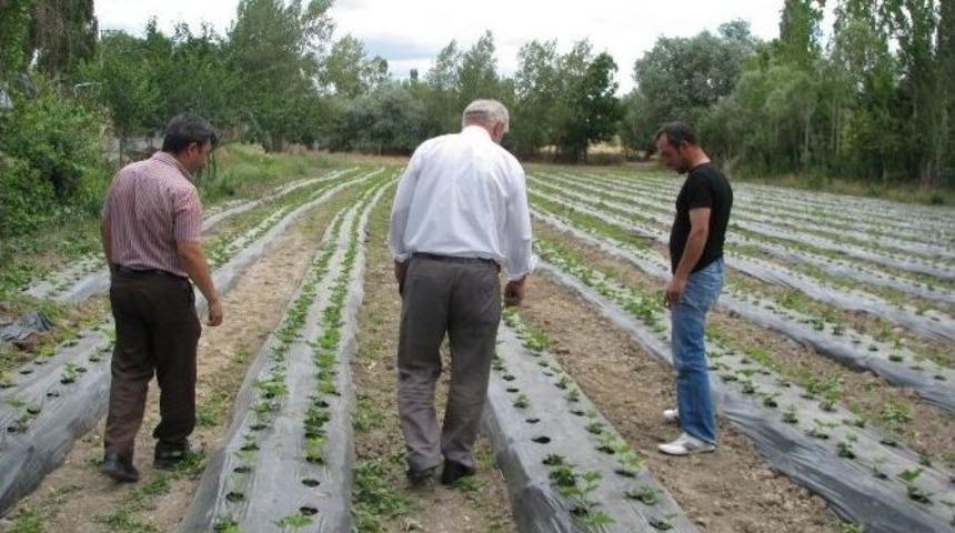 Yozgat&rsquo;ta &Ccedil;ilek Bah&ccedil;eleri Oluşturuluyor