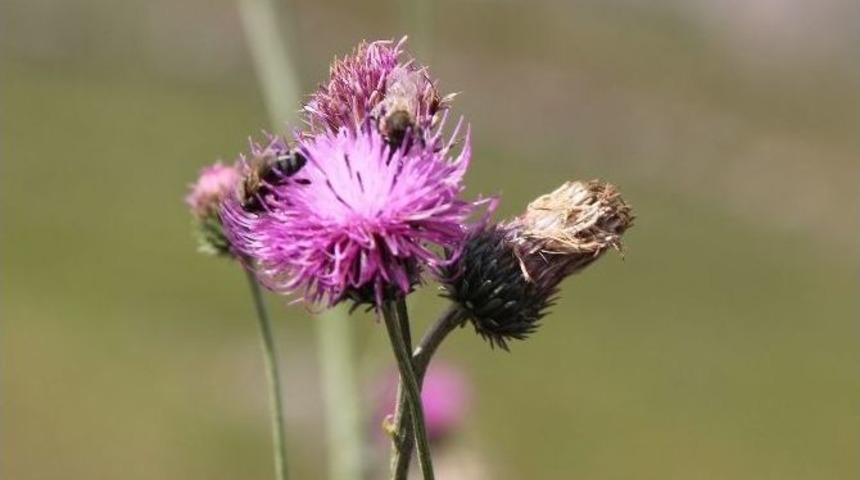 Anzer Balı&rsquo;nın Bu Yıl Kilogram Fiyatı 850 Tl