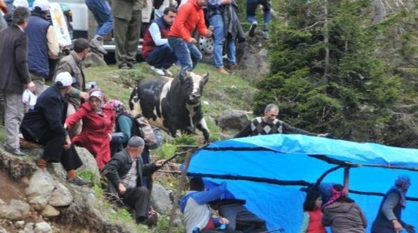 Ayder Yaylası'nda Arenada Boğa Ve Pasta Savaşı