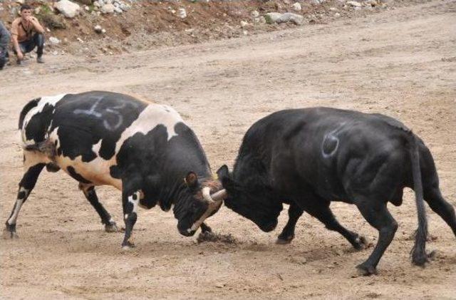 Ayder Yaylası'nda Arenada Boğa Ve Pasta Savaşı