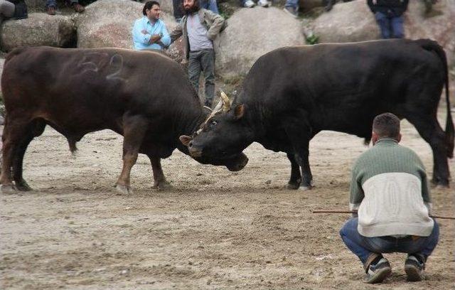 Ayder Yaylası’nda Önce Boğalar Güreşti Ardından Pasta Savaşı Yaşandı