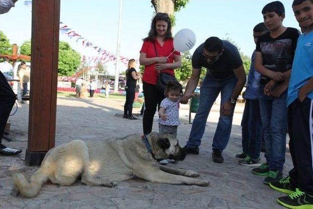 Türkiye’nin Yöresel Kültürleri Gaziantep’te Buluştu