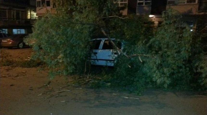 Devrilen Ağa&ccedil;, İki Araca Hasar Verdi