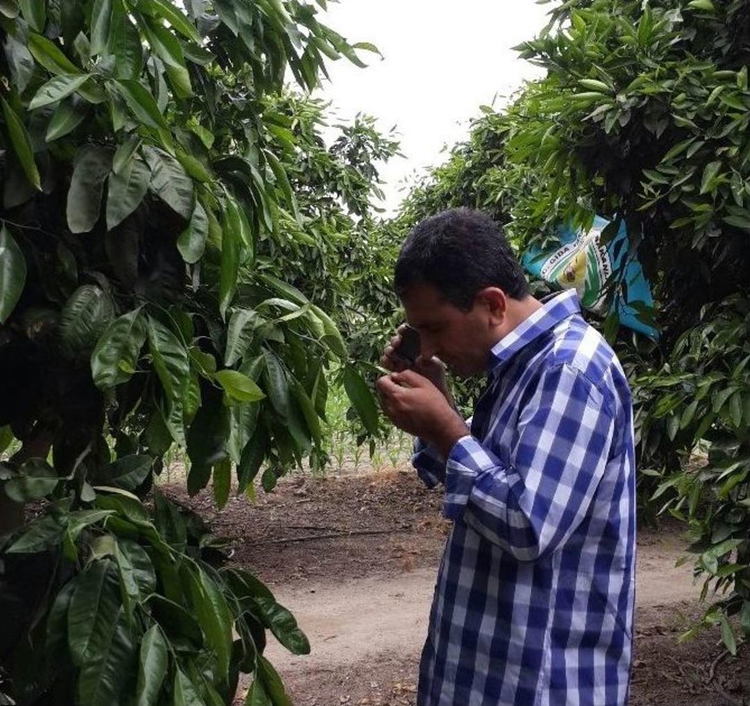 Turun&ccedil;gil Unlu Bit Zararlısı İle M&uuml;cadele Başladı