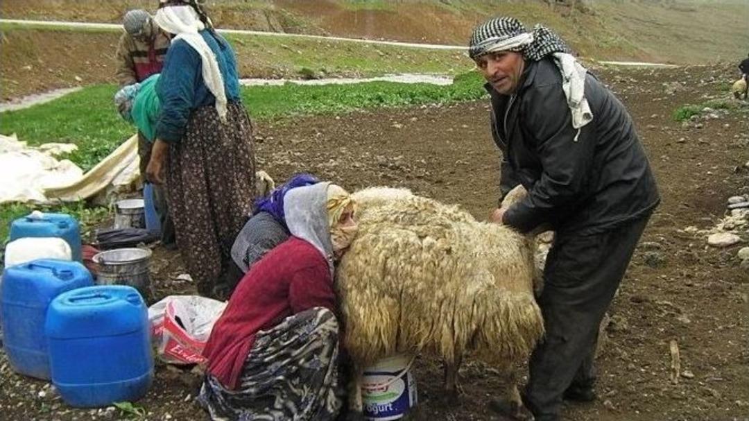 Berivan&rsquo;lar Yaylalara &Ccedil;ıktı