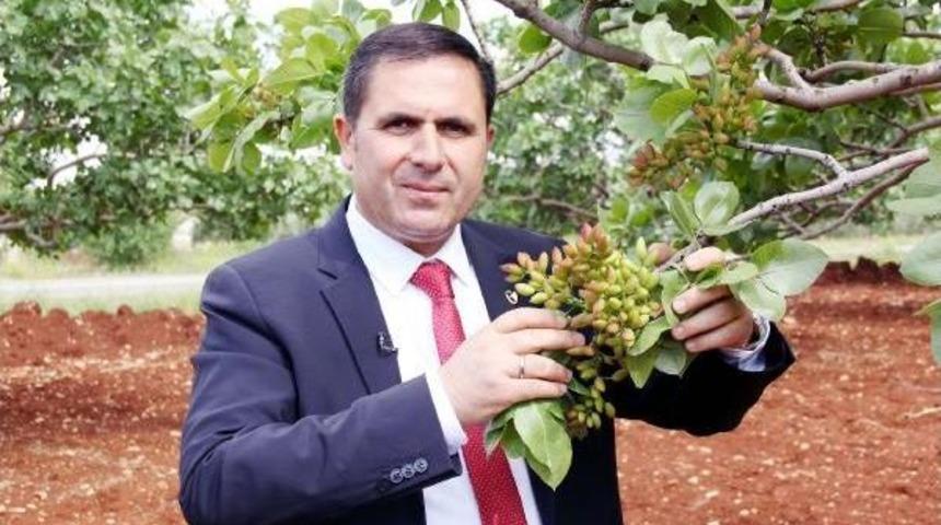 Antepfıstığında Rekor Rekolte Beklentisi