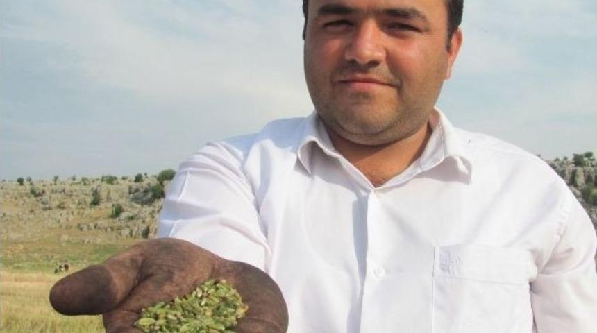 Araban Ovası&rsquo;nda Firik Sezonu Başladı