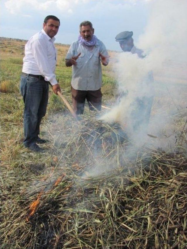 Araban Ovası’nda Firik Sezonu Başladı