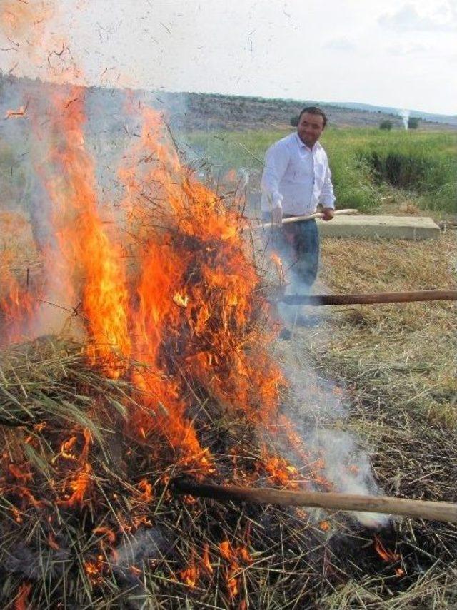 Araban Ovası’nda Firik Sezonu Başladı