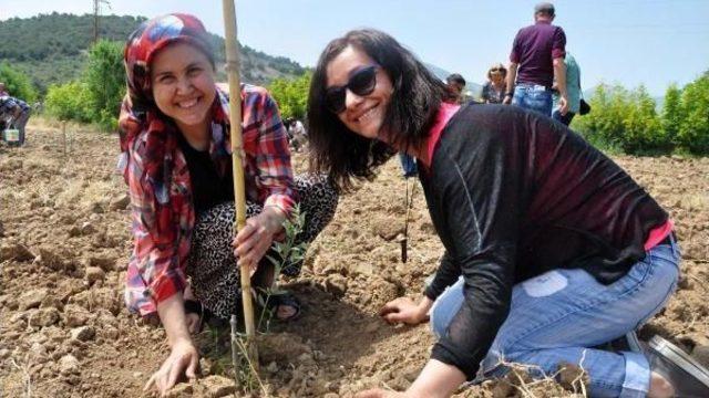 Olive Trees Replanted Following Night-Time Clear-Cutting In Turkish Town