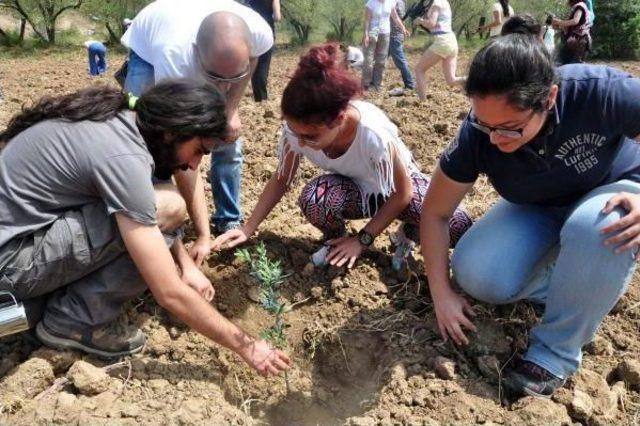 Olive Trees Replanted Following Night-Time Clear-Cutting In Turkish Town