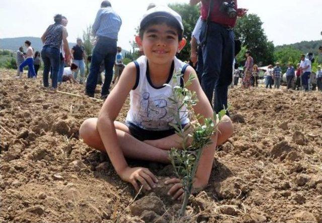 Olive Trees Replanted Following Night-Time Clear-Cutting In Turkish Town