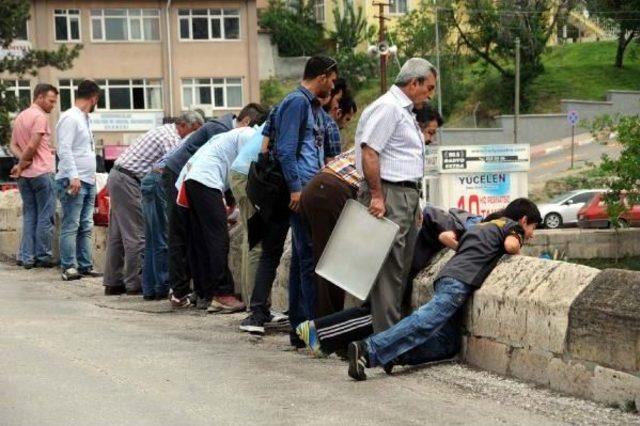 Tokat'ta Derede Balık Ölümleri