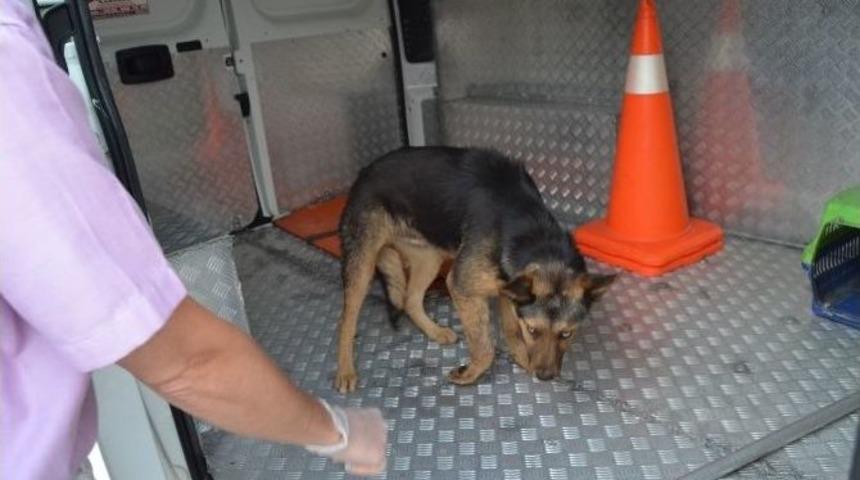 Duyarlı Vatandaşın İhbarı K&ouml;peği Kurtardı