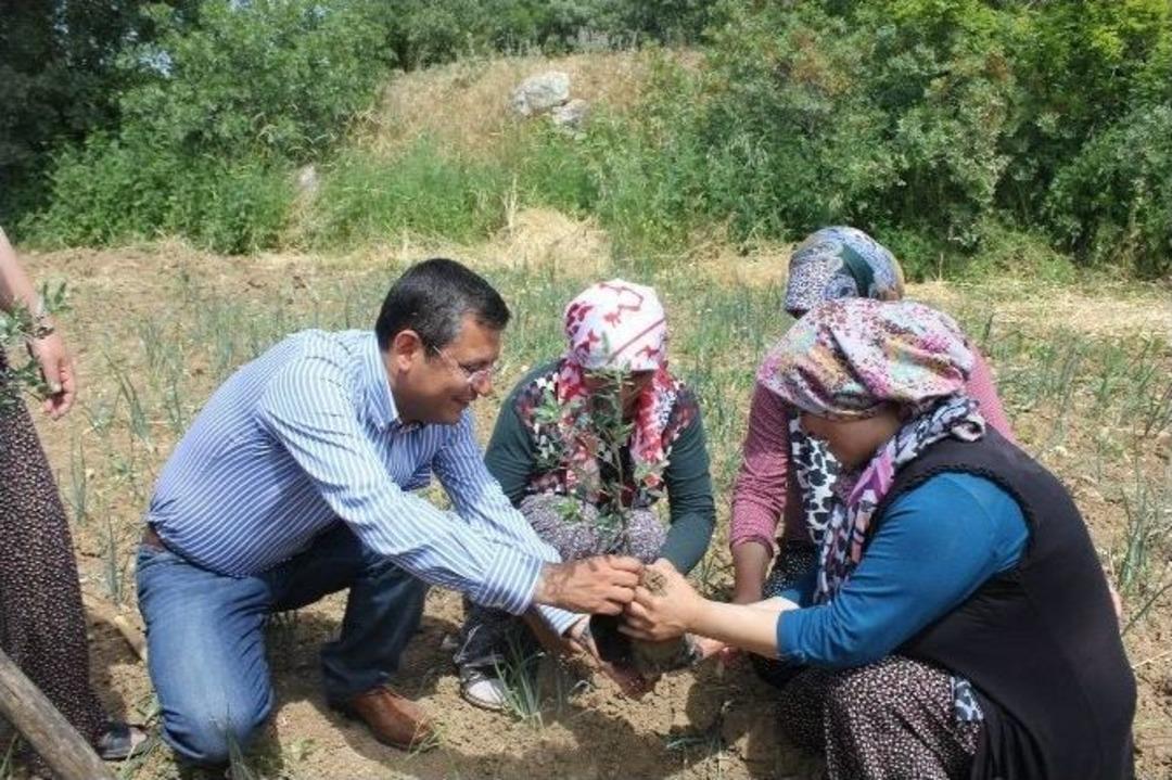 Yırca&rsquo;da Zafer Ağa&ccedil;ları Dikildi