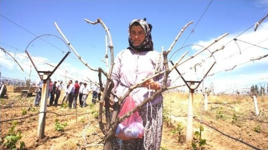 Dondan Zarar G&ouml;ren Bağlar Kazılmaya Başlandı