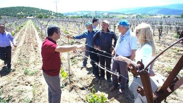 Dondan Zarar Gören Bağlar Kazılmaya Başlandı