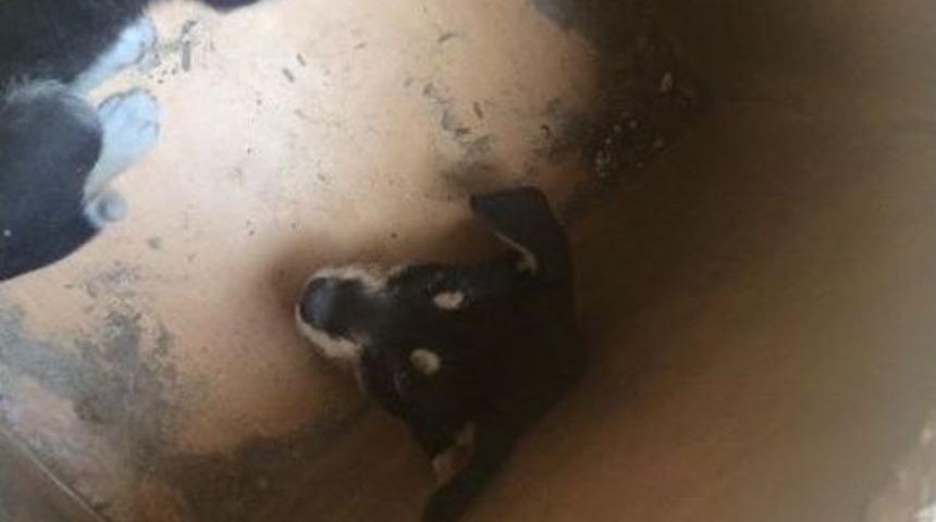 Kafası Sıkışan K&ouml;peği İtfaiye Ekipleri Kurtardı