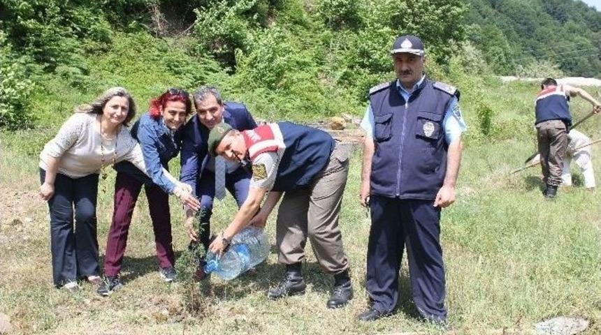 Zonguldak&rsquo;a Polensiz Gard Ormanı