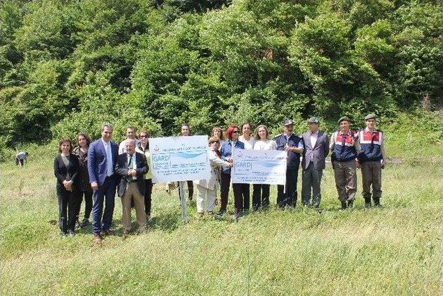 Zonguldak’a Polensiz Gard Ormanı