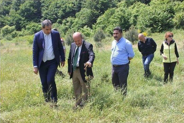 Zonguldak’a Polensiz Gard Ormanı