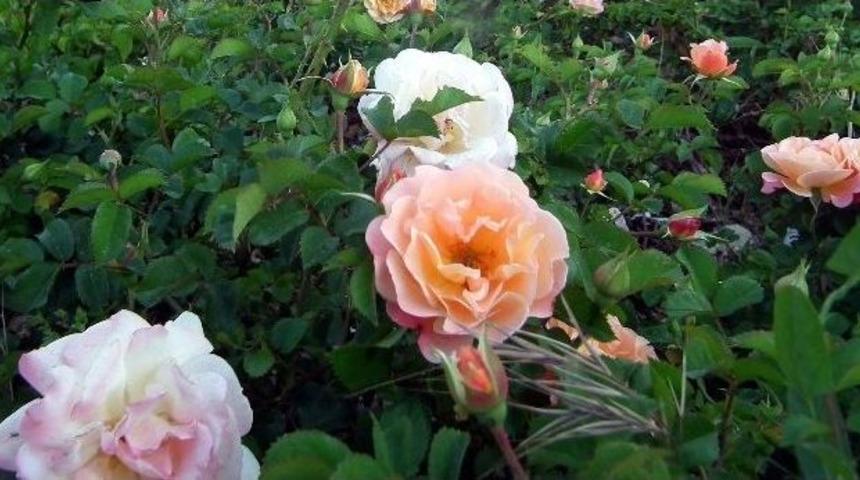 Didim&rsquo;de 50 Bin G&uuml;l İlgi Bekliyor