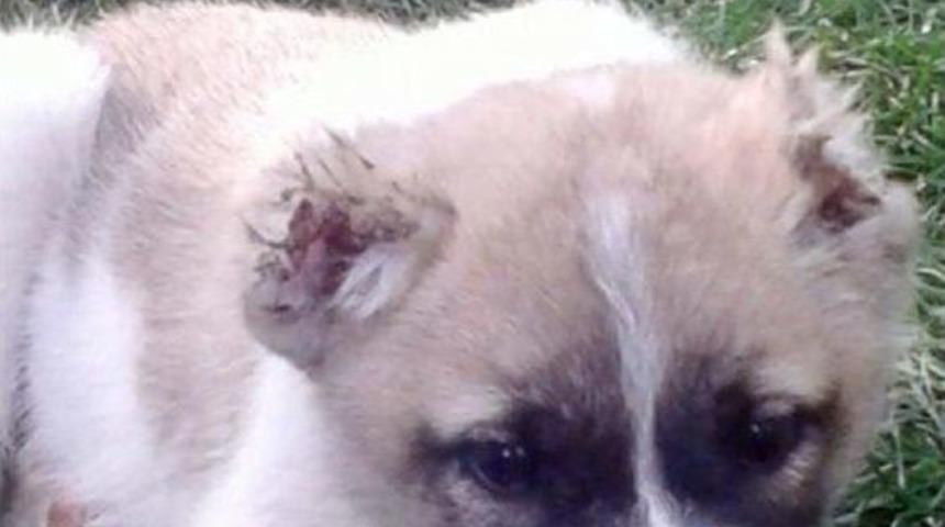 Yavru K&ouml;peğin Kulaklarını Kestiler