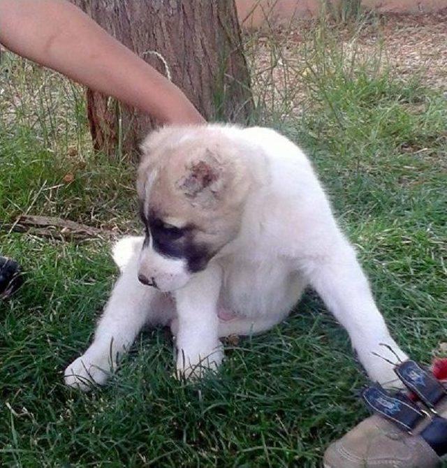 Yavru Köpeğin Kulaklarını Kestiler