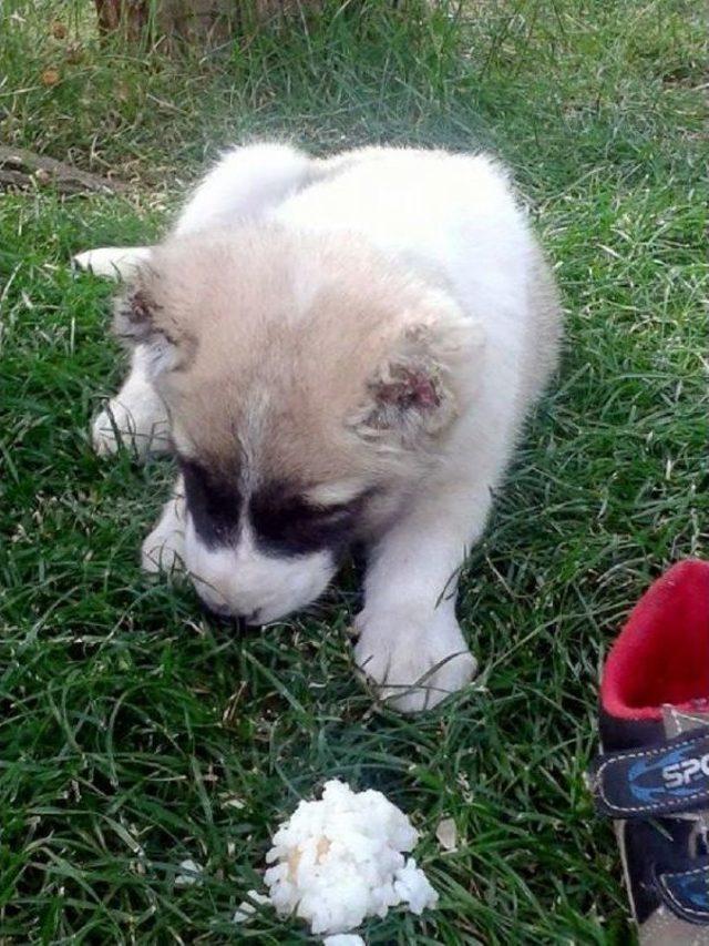 Yavru Köpeğin Kulaklarını Kestiler