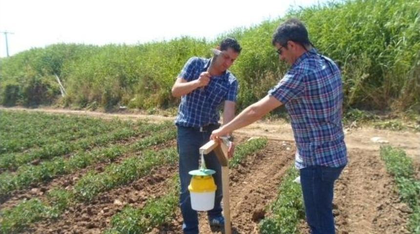 Domateste Yeşil Kurt Ve G&uuml;ve Tehlikesi