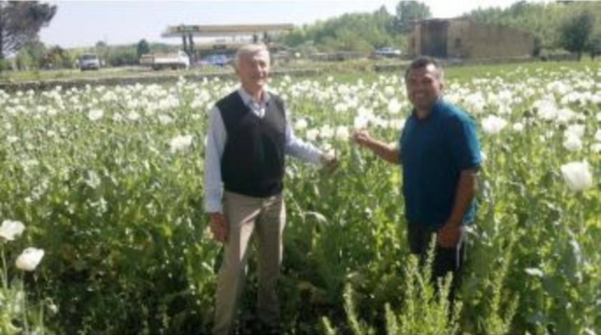 Haşhaş Kaps&uuml;l&uuml; &Uuml;reticisinin Y&uuml;z&uuml; G&uuml;ld&uuml;