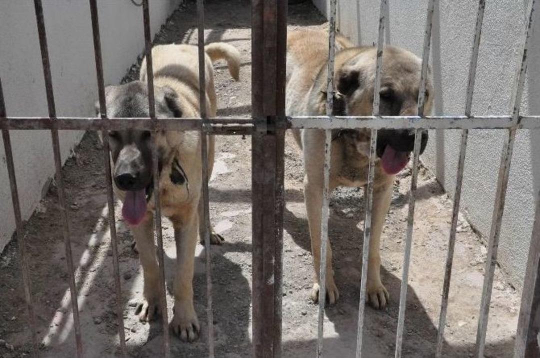 Kangal K&ouml;pekleri Cam Fanusla Korunacak